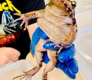 Škola za bukem (57)